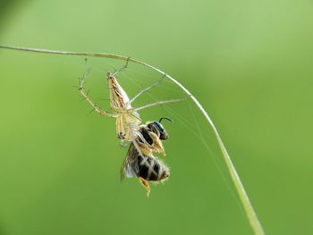 Close-up of spider