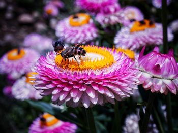 Close-up of bee pollinating on pink flower