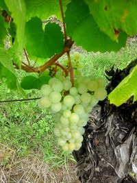 Close-up of grapes in vineyard