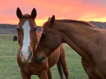 Horses in the field