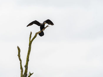 Low angle view of bird flying