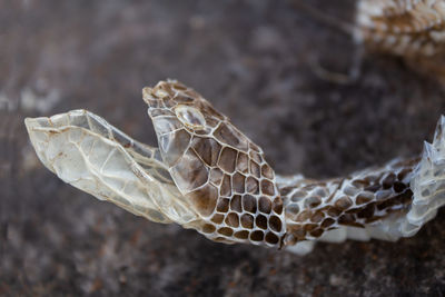 macro photography