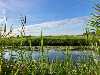 Plants growing on field by lake against sky