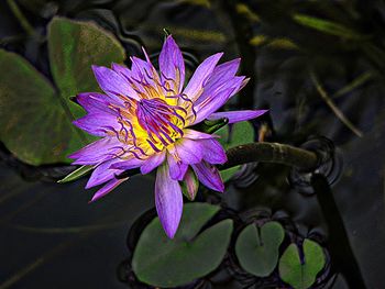 Close-up of purple flowers