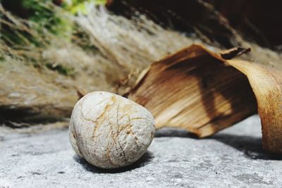 Close-up of shell on wood