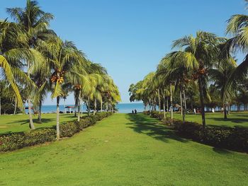 Scenic view of palm trees by sea against clear sky