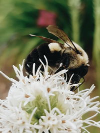 Close-up of bee pollinating flower