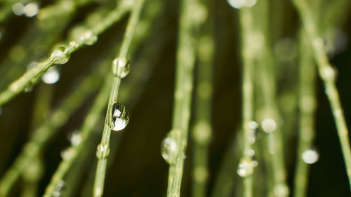 Close-up of raindrops on pine cone