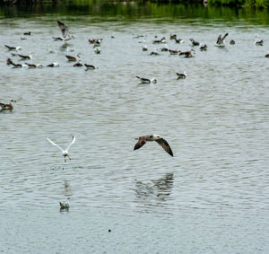 Seagulls flying over lake