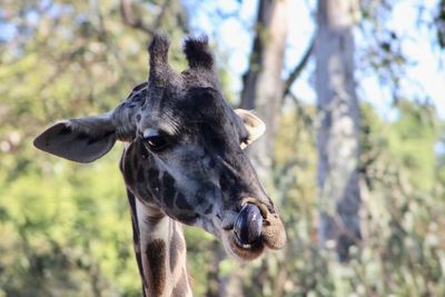 Close-up portrait of horse