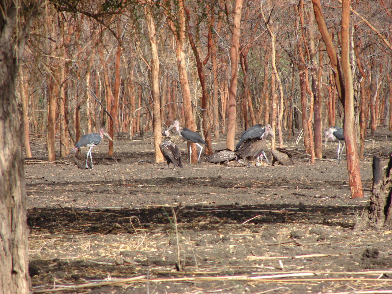 BIRDS IN A FOREST