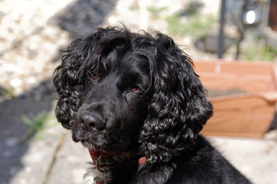 Close-up portrait of a dog