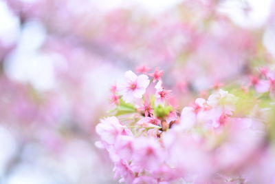 Close-up of pink flowers on tree