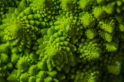 Full frame shot of green plant romanesco