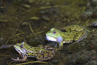 Close-up of frog perching in lake