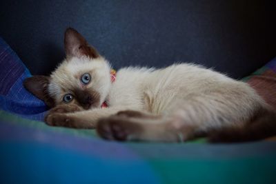 Portrait of kitten lying down