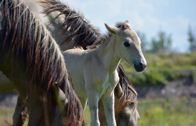 Close-up of horses outdoors