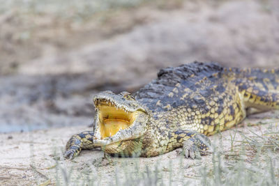 Close-up of a reptile on the land