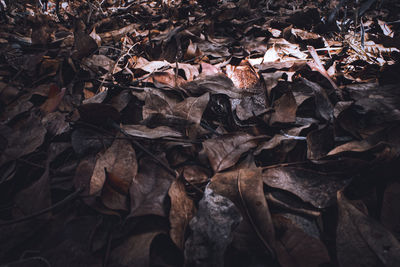 Full frame shot of dried autumn leaves on land