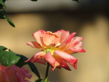 Close-up of pink rose