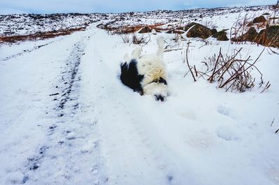 Snow covered landscape