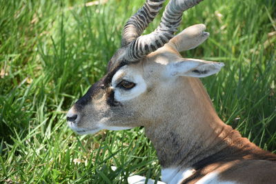 Close-up of deer on grass