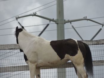 Horse checking out the electricity.  