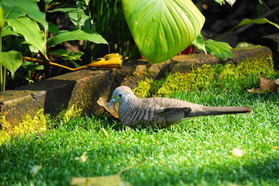 Pigeons in a field