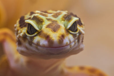 Close-up portrait of lizard