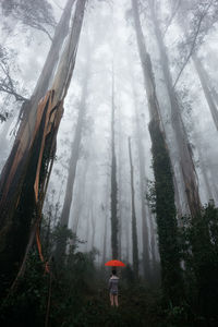 Rear view of man standing by trees in forest