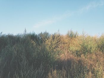 Scenic view of grassy field against sky