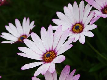 Close-up of purple flower