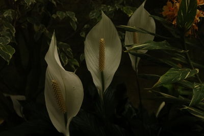 Close-up of flowering plant