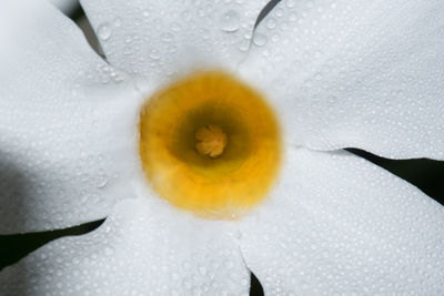 Extreme close up of flower