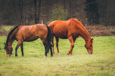 Horses grazing in a field