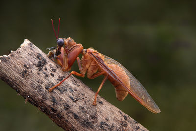 Close-up of dragonfly on wood