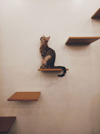 Kitty cat walling