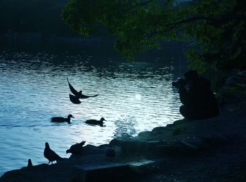 Silhouette man photographing birds at lakeshore