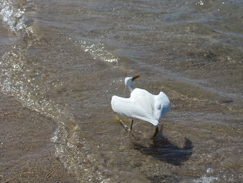 High angle view of bird on beach