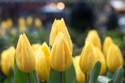 Close-up of yellow flower