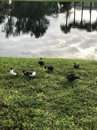 Flock of birds on lakeshore