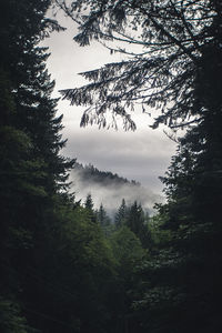 Trees in forest