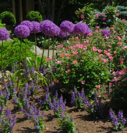 Purple flowers blooming outdoors