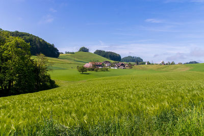 Scenic view of agricultural field against sky