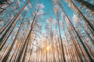 Low angle view of trees against sky