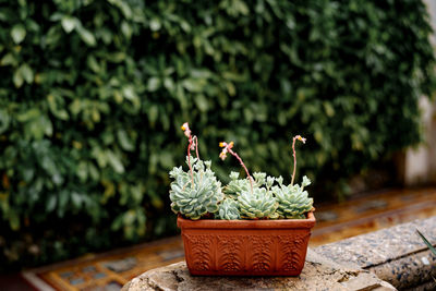 Close-up of potted plant