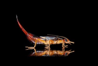 Close-up of insect over black background