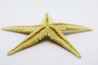 Close-up of leaf over white background