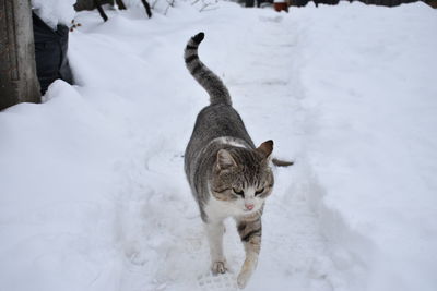 Cat on snow covered field