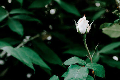 Close-up of white flowering plant